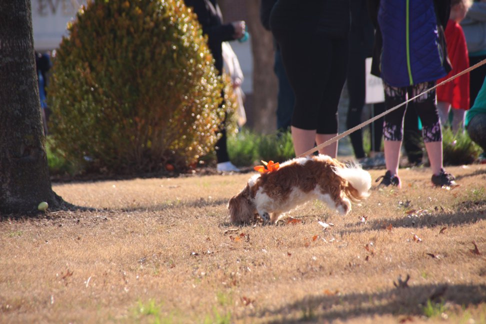 Bunny Run 5K 2018 Photo 59